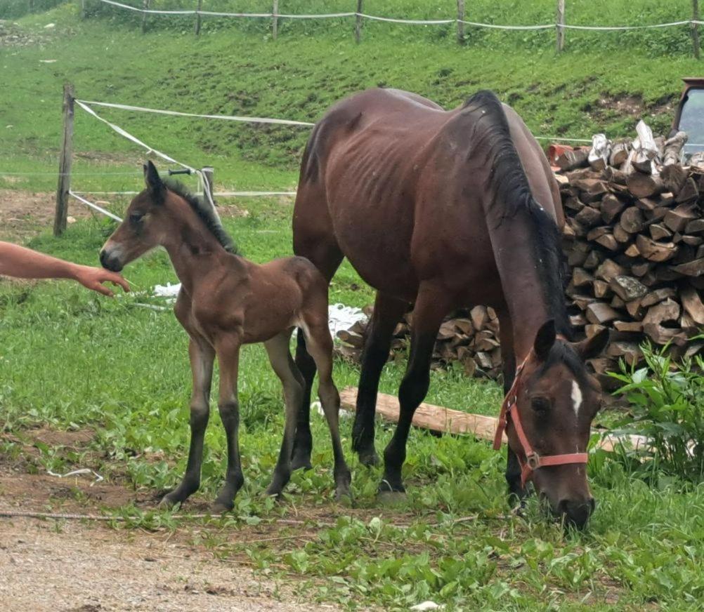 Tourist Farm Pr' Maretc Bohinjska Bistrica